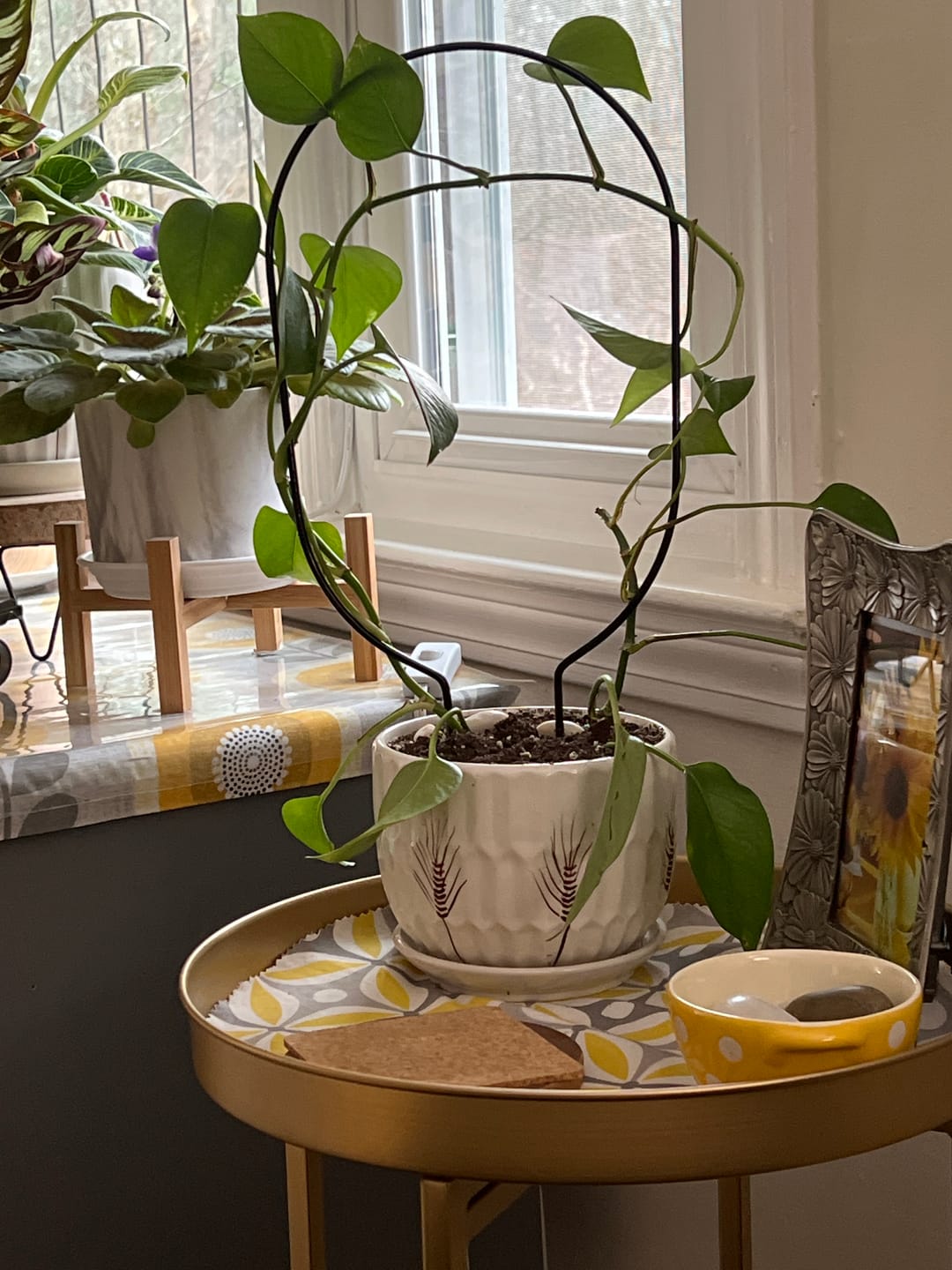 Customer photo review of "Oval" Metal Trellis