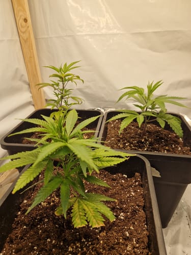 Customer photo review of Einsteiger Set Stecklinge