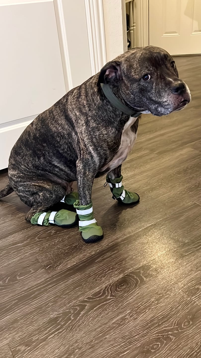 Customer photo review of Flex Shell Waterproof Dog Boots - Green