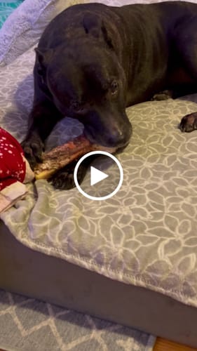 Customer video review of Mika and Sammy's Gift Card