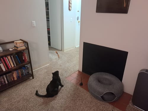 Customer photo review of Interactive Bird Simulation Cat Toy Set