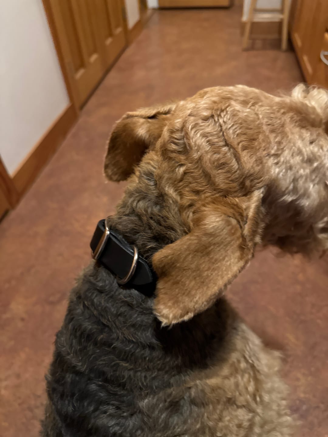 Customer photo review of Rover - Classic Cognac Full-Grain Leather Dog Collar