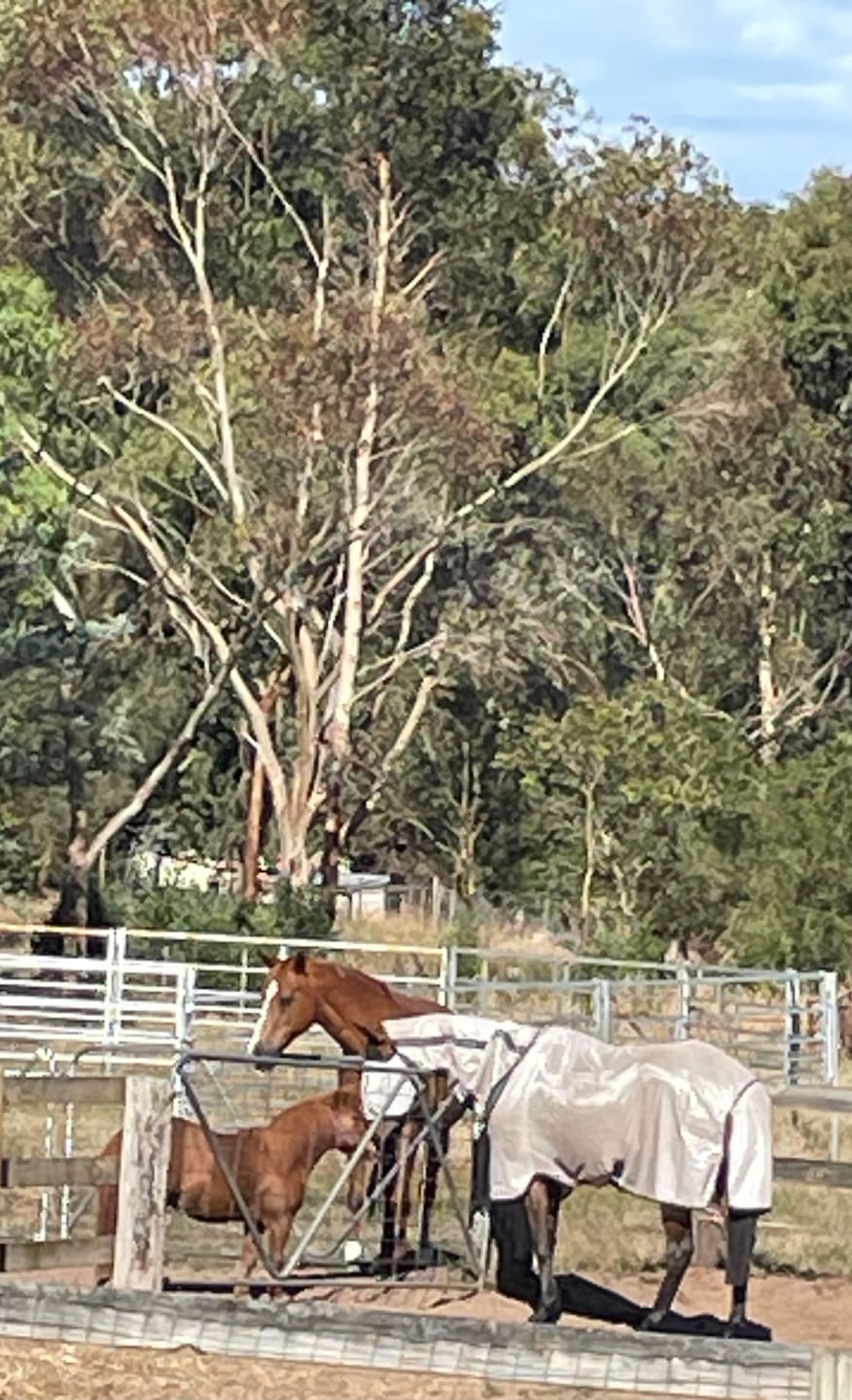 Customer photo review of Mio Fly Rug