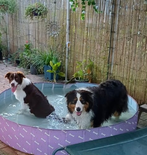 Customer photo review of Portable Pet Swimming Pool and Bath Tub