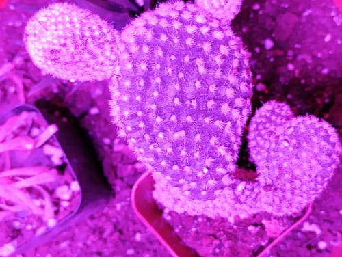 Customer photo review of Assorted Cactus