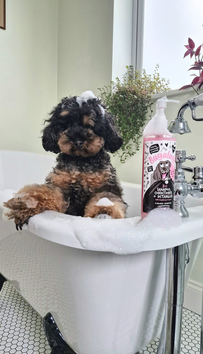 Customer photo review of 3 in 1 Raspberry & Lemon Dog Shampoo, Conditioner & Detangler
