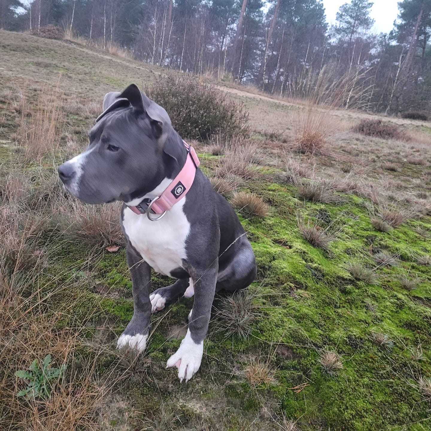Customer photo review of 5cm Combat® Collar | NO Handle & Secure Clip - Pink