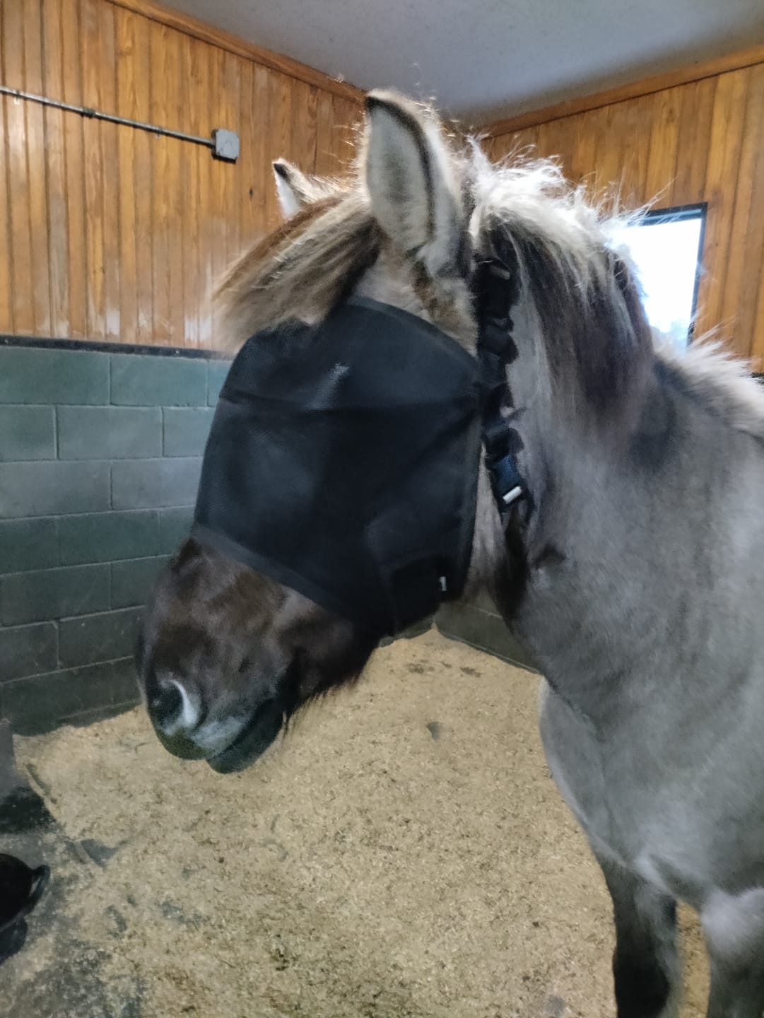 Customer photo review of EquiVizor Fly Mask - Standard
