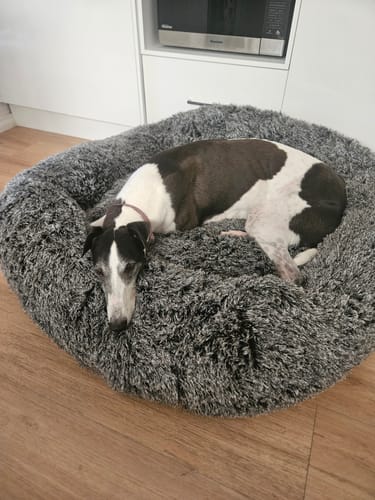 Customer photo review of PaWz Premium Calming Pet Bed with Removable Cover