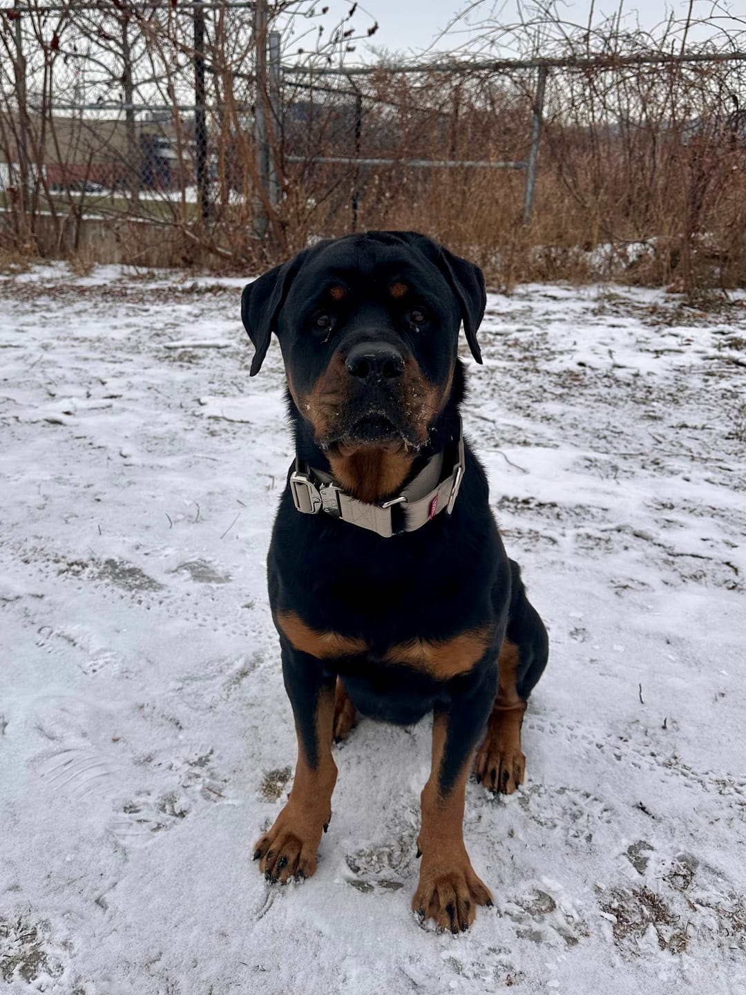 Customer photo review of 2" Luxe Martingale Dog Collar - Beach