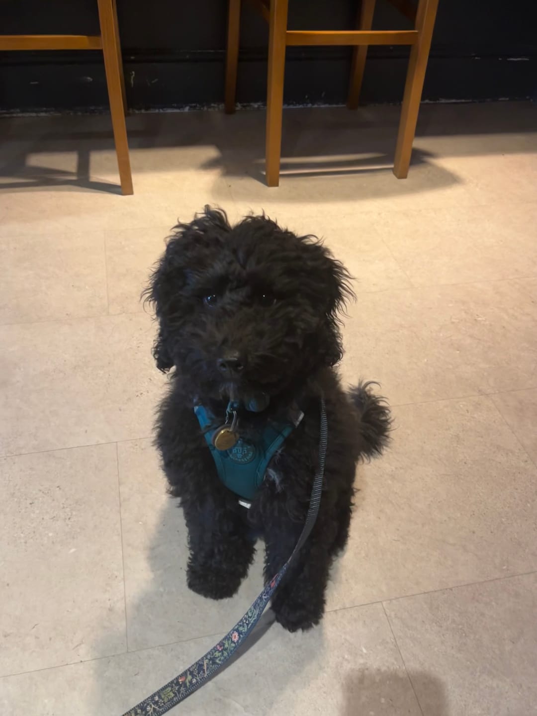 Customer photo review of Pawsome Pup Harness - Emerald