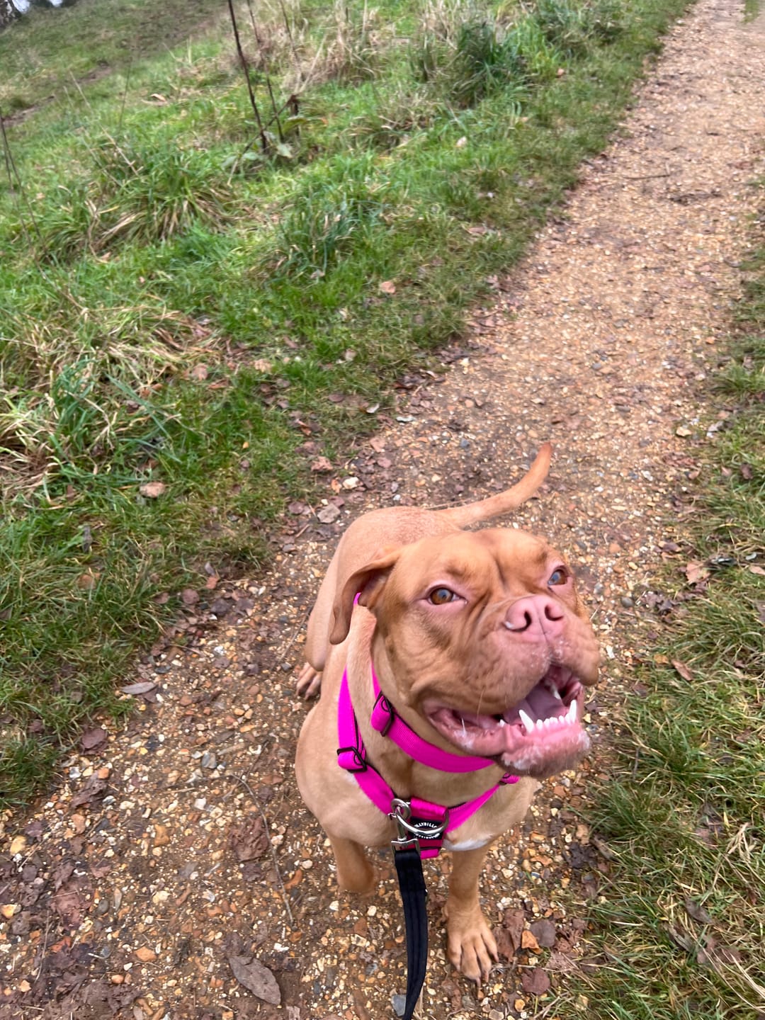Customer photo review of Training Anti Pull TRI-Harness® | M-XL Breeds - Magenta