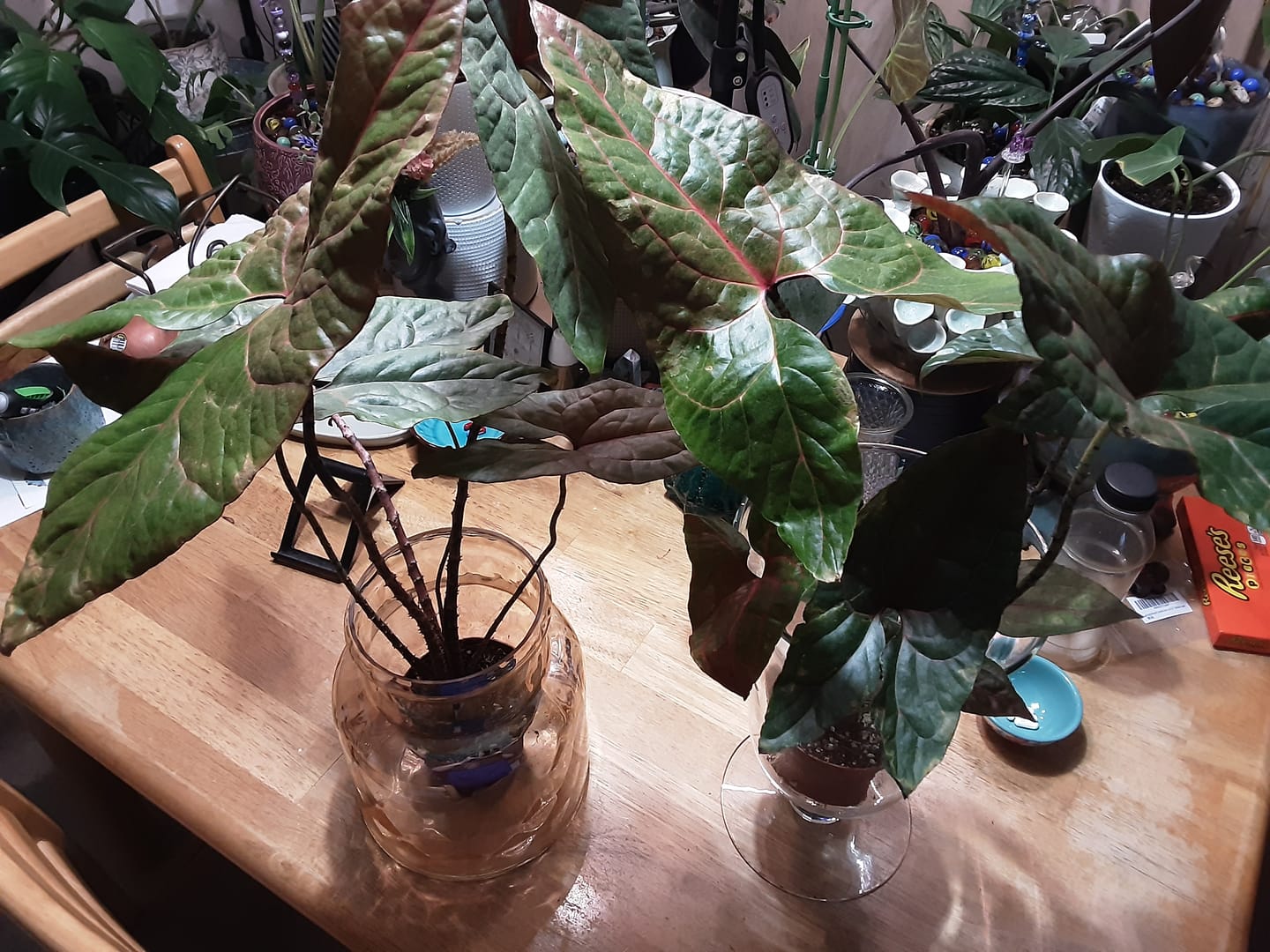 Customer photo review of Cyrtosperma johnstonii