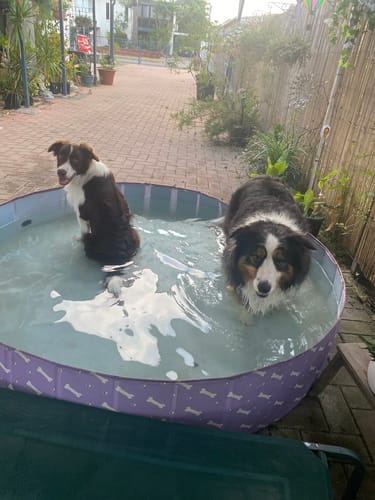 Customer photo review of Portable Pet Swimming Pool and Bath Tub