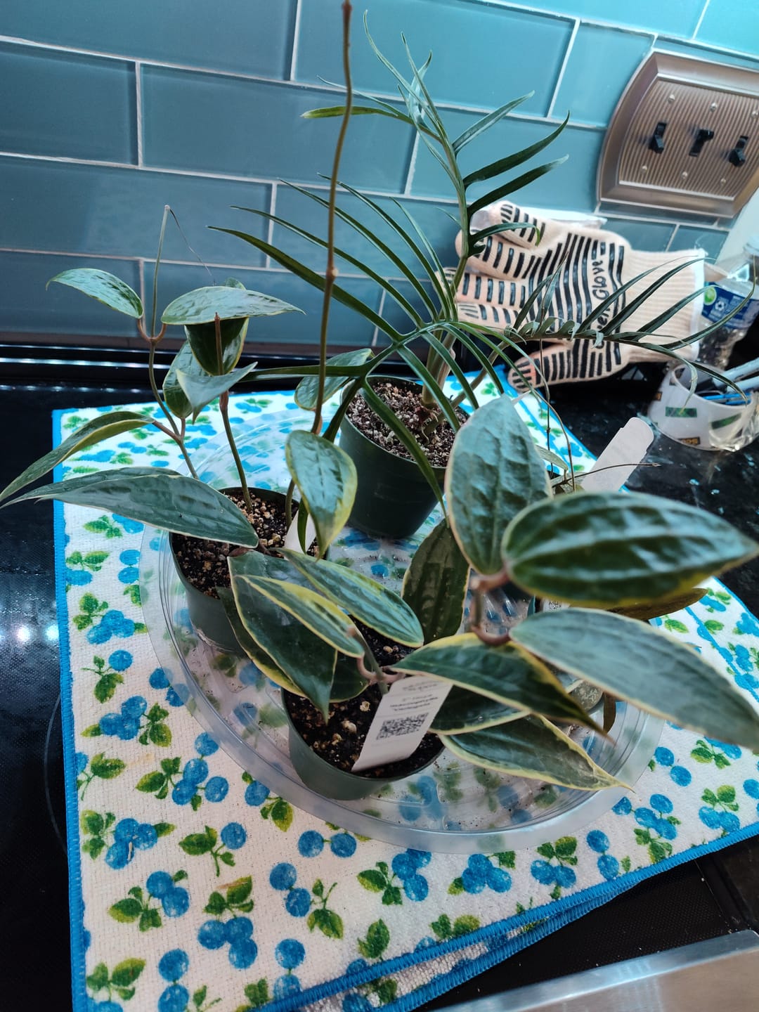 Customer photo review of Hoya macrophylla 'Variegata'