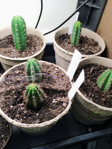 Customer photo review of Trichocereus Peruvianus | Peruvian Torch Cactus