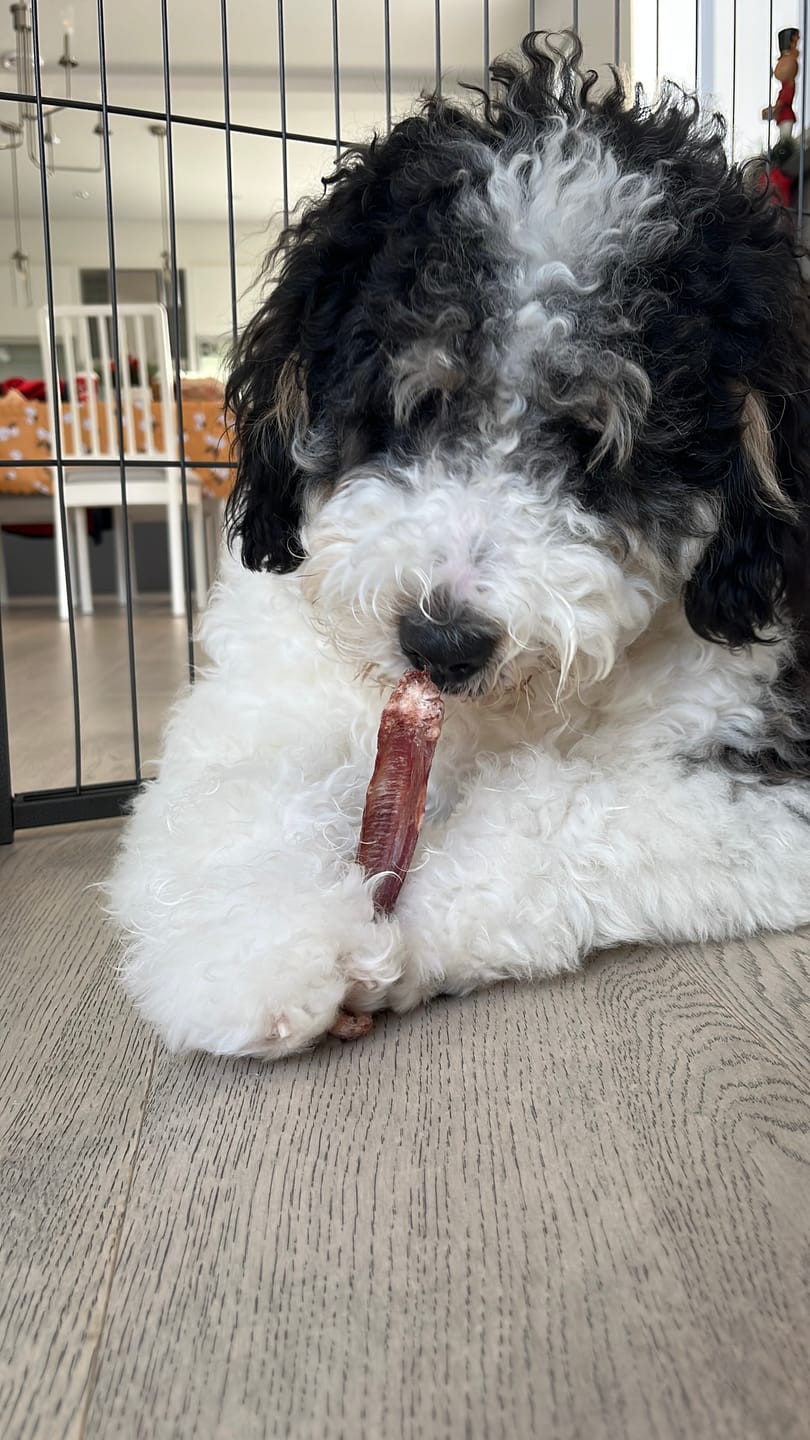 Customer photo review of 6 Inch Monster Braided Bully Stick