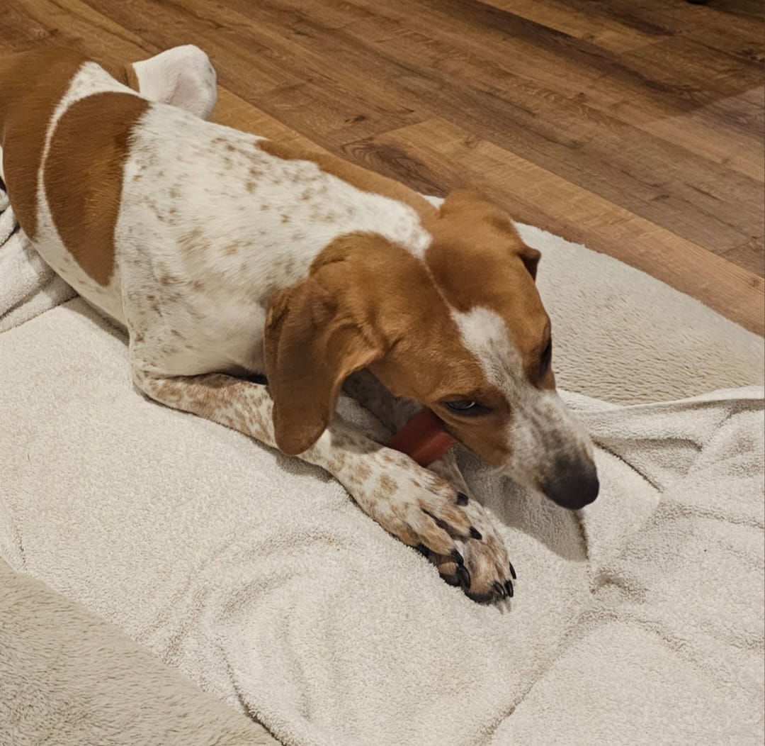 Customer photo review of Himalayan Yak Chew (EXTRA LARGE)
