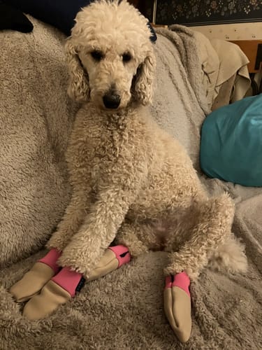 Customer photo review of All Weather Dog Booties - Doccasins - 1 pair