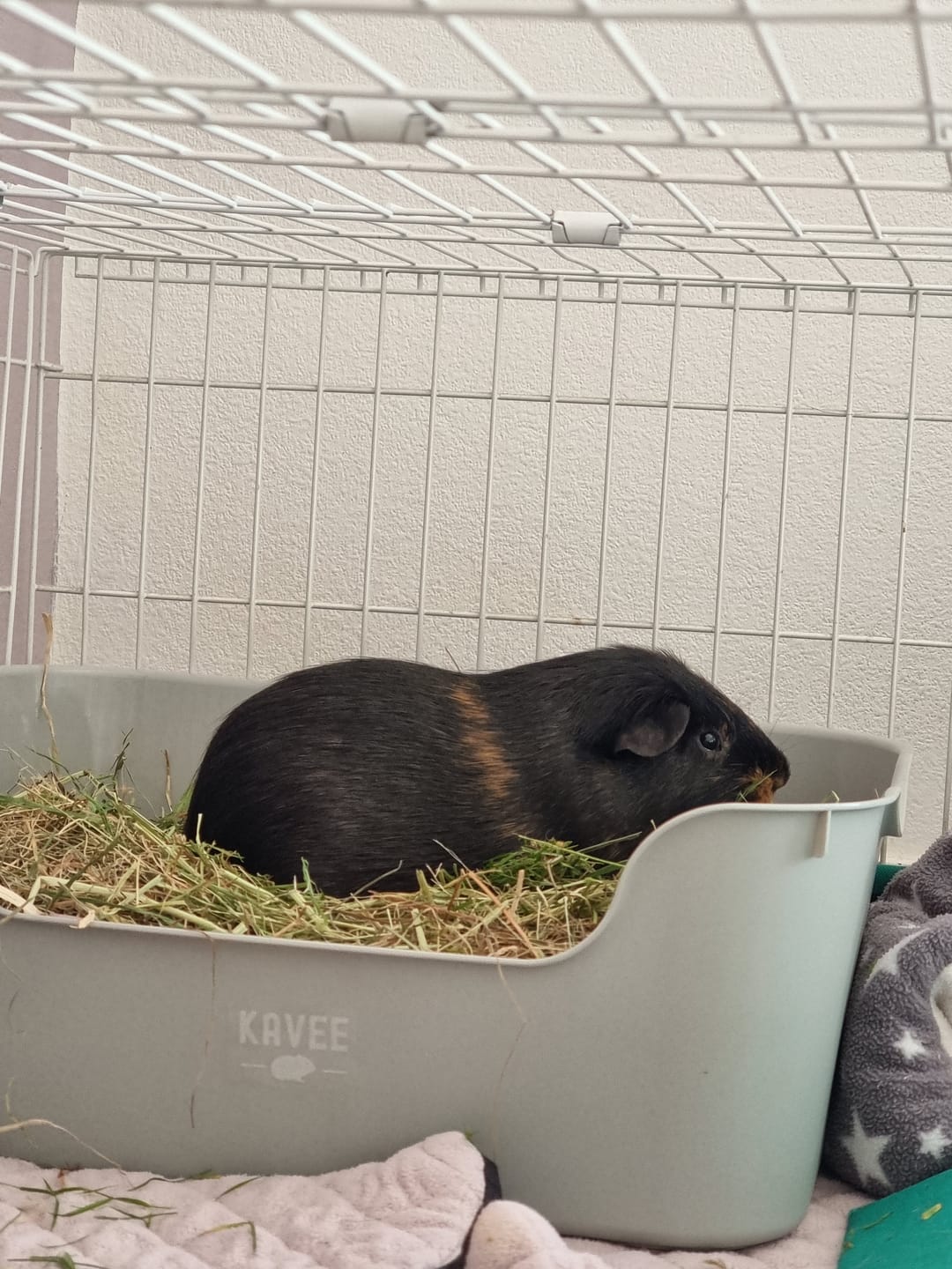 Customer photo review of The Super Pooper For Every Floofer | Litter Tray for Guinea Pigs and Rabbits