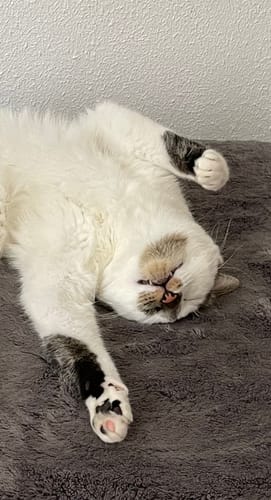 Avis photo d'un client sur Croquettes Chaton Sans Céréales - Poulet & Huile de Saumon