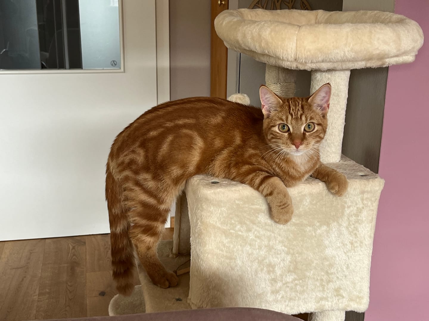 Customer photo review of Wurmtest Basic Katze