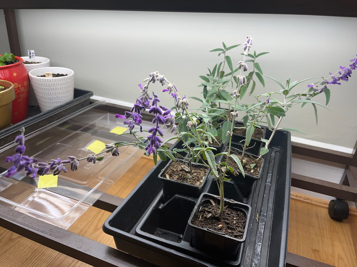 Customer photo review of Mexican Bush Sage