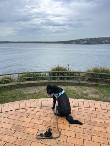 Customer photo review of Dog Harness