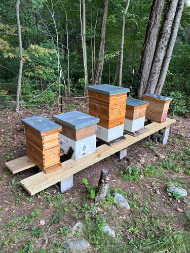 Customer photo review of BeeCastle Hives 10 Frame Wax Coat Complete Beehive Kit:2 Designed Deep Bee Boxes and 1 Super Medium Box,Includes Premium Wooden Frames and Beeswax-Plastic Foundation