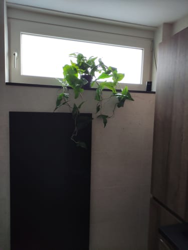 Customer photo review of Typhonium Kunst Hangplant 95cm