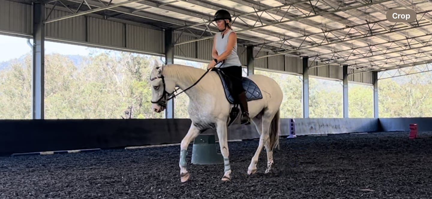 Customer photo review of PSOS Dressage Pad Wave, Blue Horizon