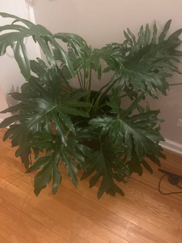 Customer photo review of Plant Juice