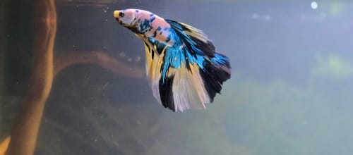 Customer photo review of Multicolor Halfmoon Male Betta Fish | High Grade | Order Directly From Farm|  You Pick Fish |