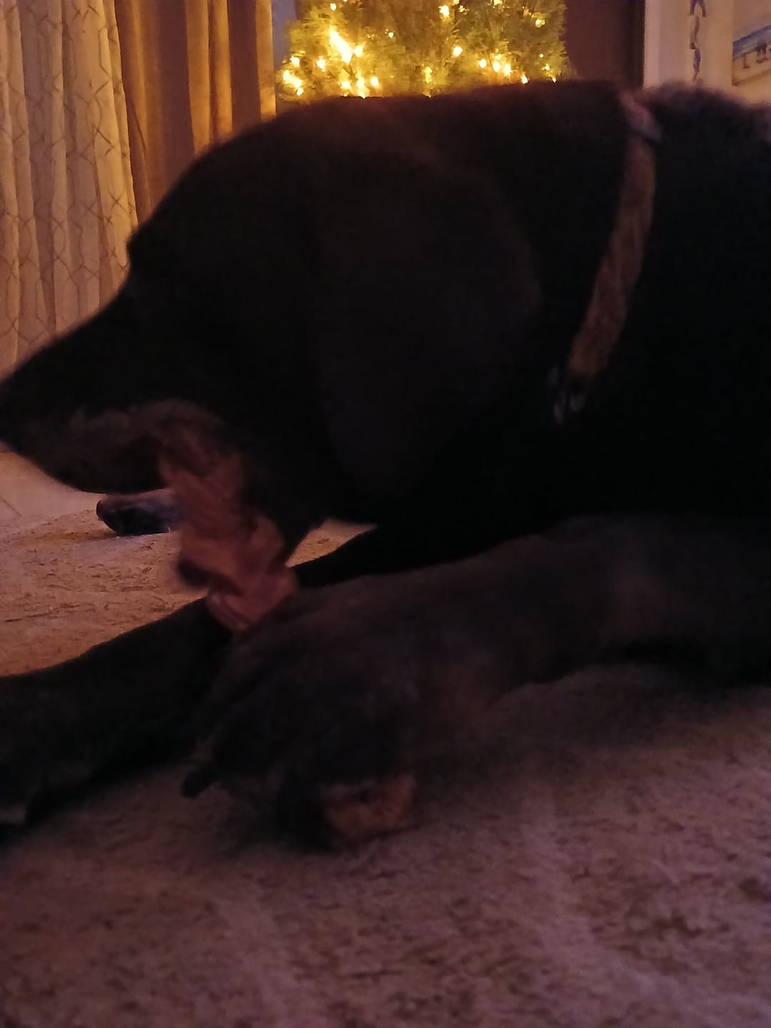 Customer photo review of 12 Inch Monster Braided Bully Stick