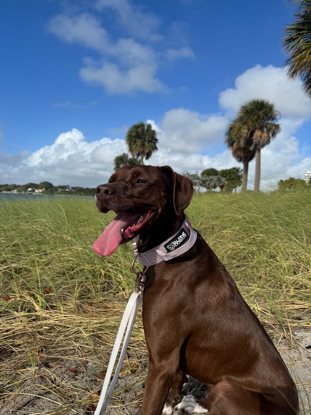 Customer photo review of 1.5" Tacti Dog Collar Slim Luxe - Rose Gold - Sofia