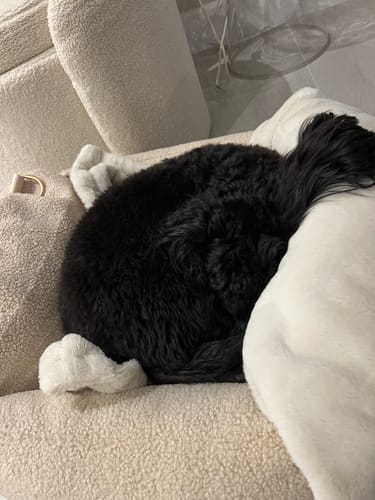Customer photo review of The Cosy Car Seat (PRE-ORDER)