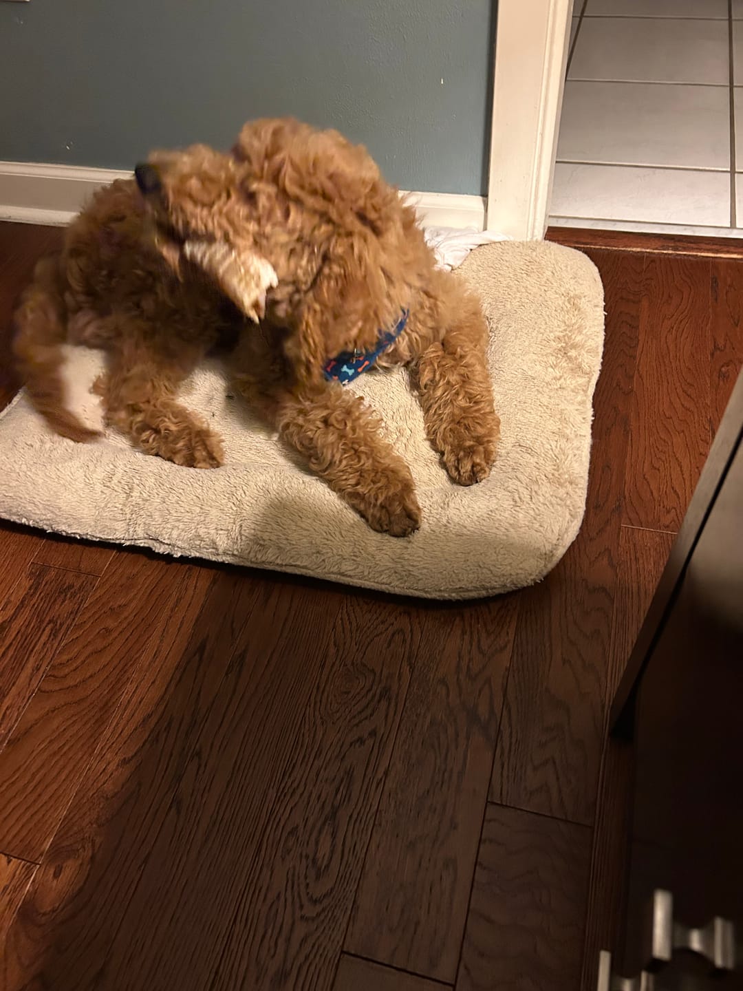 Customer photo review of Beef Trachea - 12 Inch