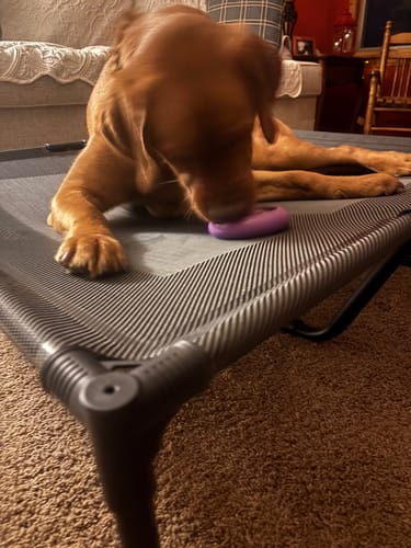 Customer photo review of Freez Doughnut - Super Durable Treat Toy