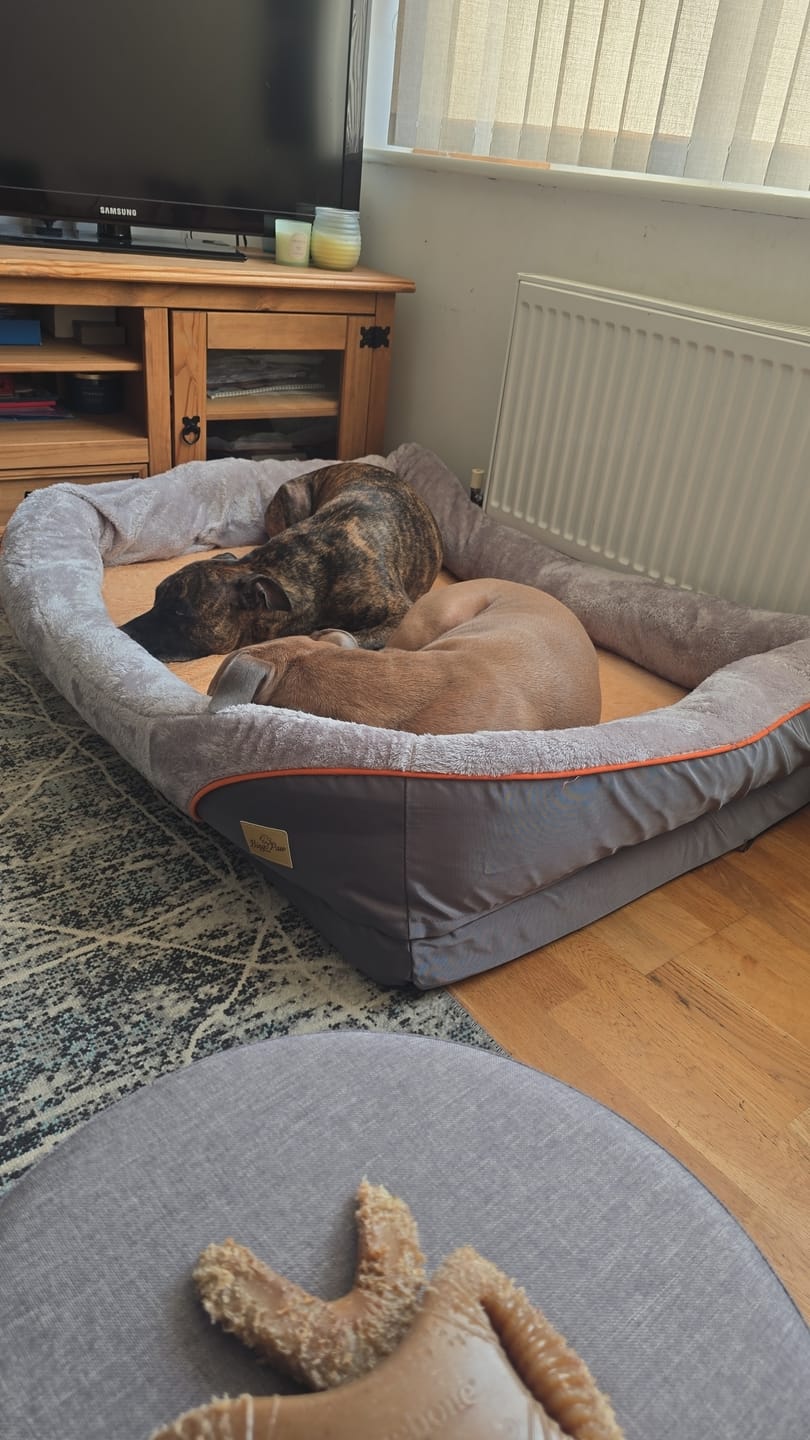 Customer photo review of Ultimate Comfort Orthopedic Dog Bed – Foam Mat with Bolster & Removable Cover – L to 3XL