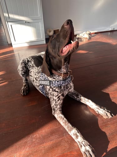 Customer photo review of Walk Essentials
