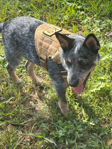 Customer photo review of Classic Heavy-Duty Tactical No-Pull Team K9™ Dog Harness With Front & Back D-Rings, Quick-Release Metal-Buckles, Hook & Loop Panels, & Top Handle
