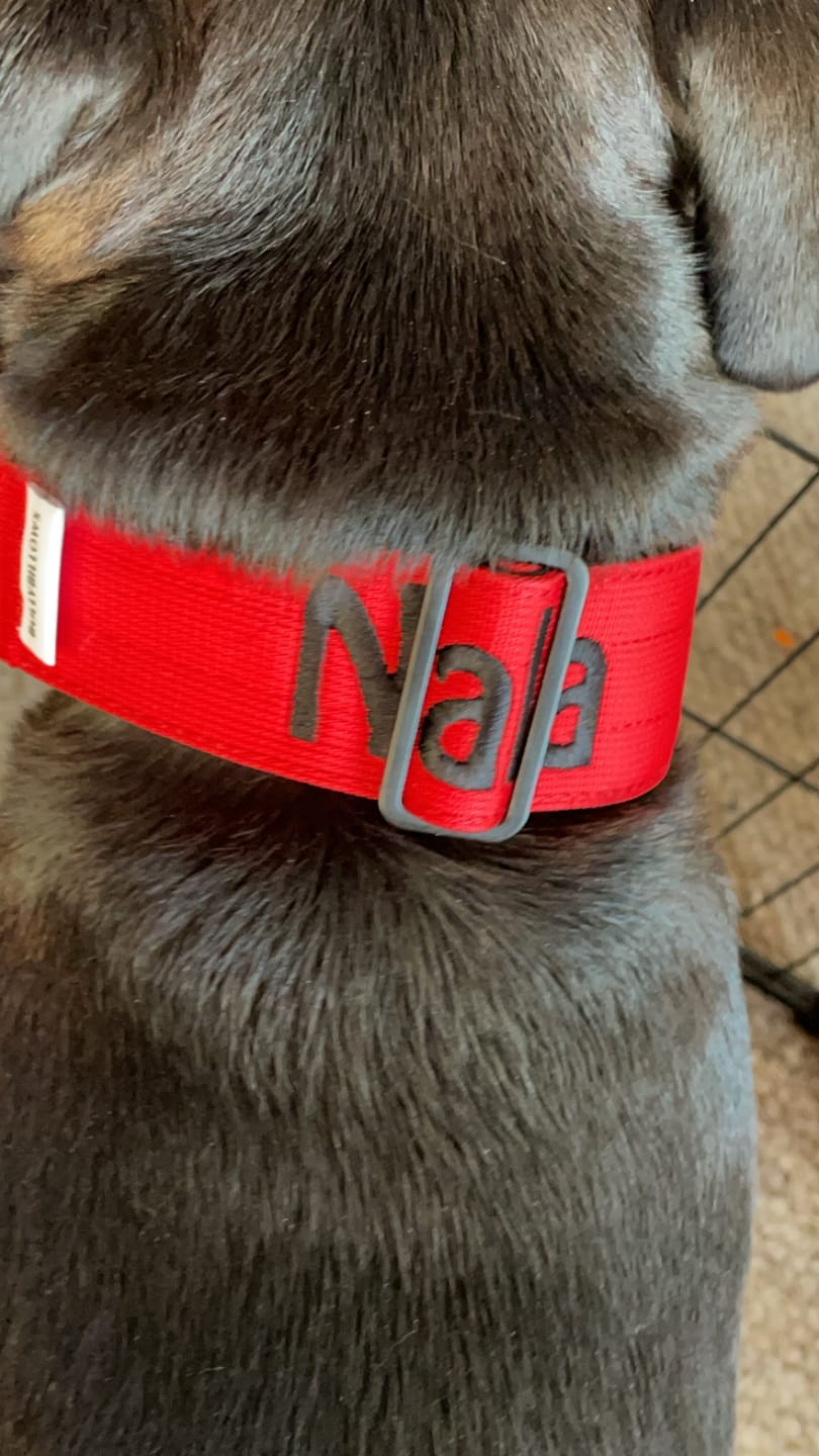 Customer photo review of 5cm Combat® Collar | With Handle & Secure Clip - Red