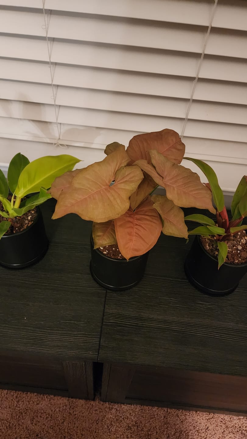 Customer photo review of Syngonium podophyllum 'Neon Robusta'