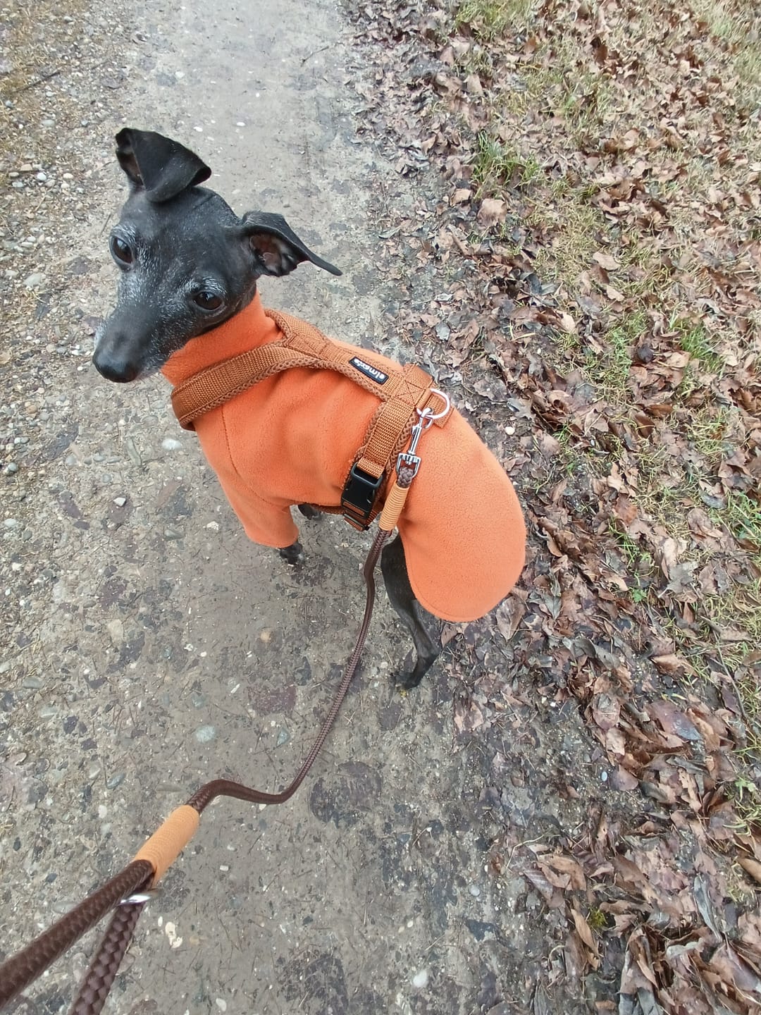Customer photo review of Hundegeschirr FUN Welpe/Windspiel "Caramel"