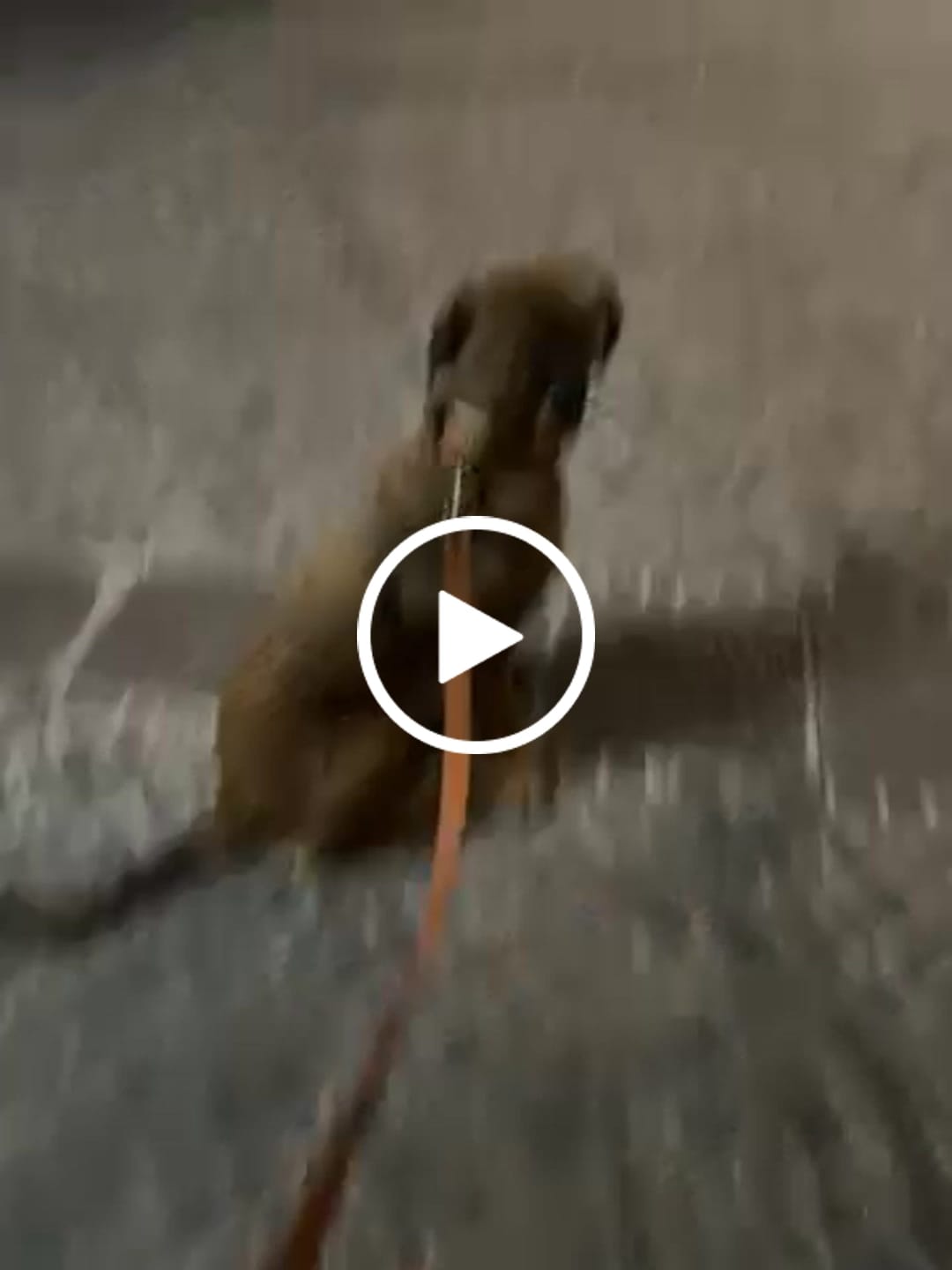 Customer video review of Keepaws™ Leather Leash