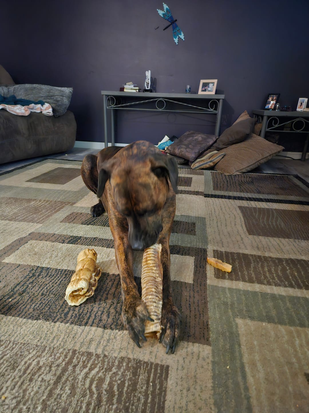 Customer photo review of 12 Inch Beef Trachea