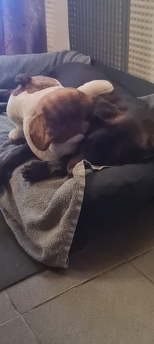 Customer photo review of Lotgenootje Hond 2kg