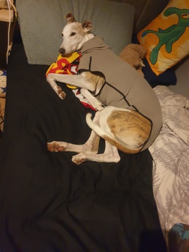 Customer photo review of Fleece Sighthound Base-Layer Coat with Underbelly and Snood