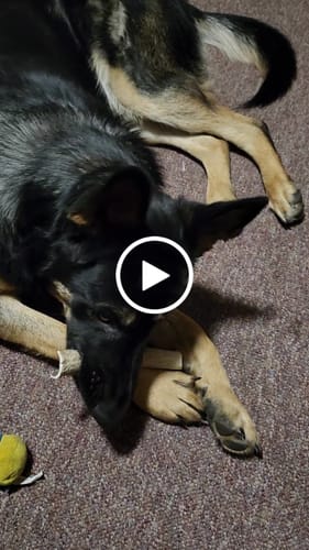 Customer video review of Mika and Sammy's Gift Card