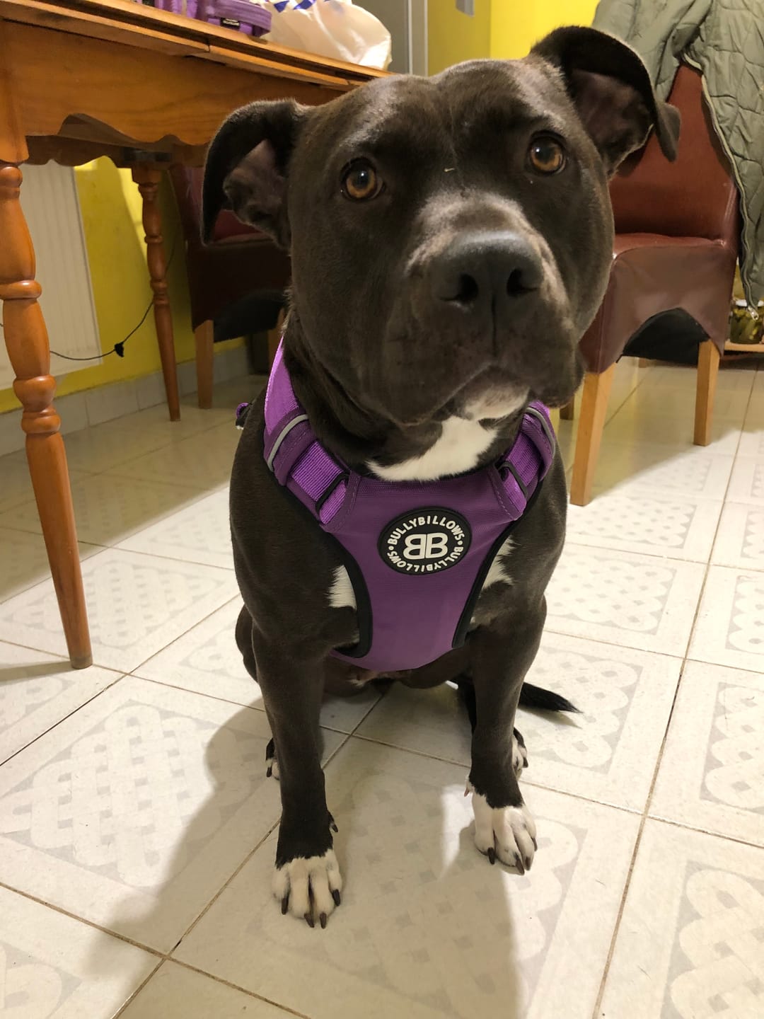 Customer photo review of Comfort Premium Harness | Non Restrictive - Purple